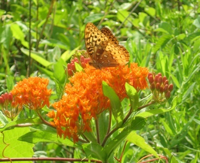 meadow walk butterfly