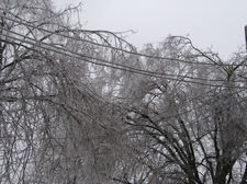 trees after ice storm