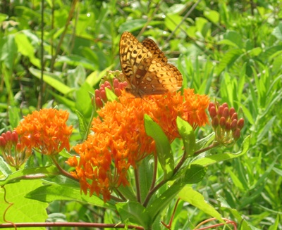 meadow walk butterfly