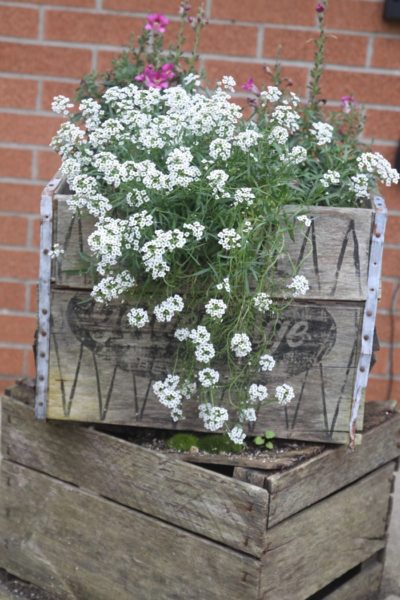 Old apple crate container garden