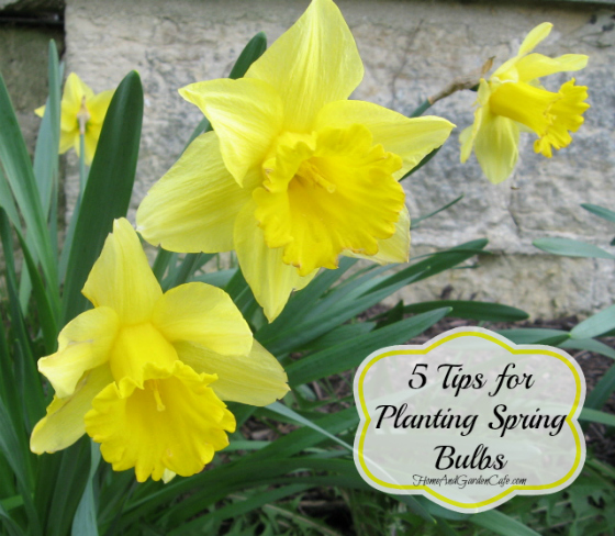 tips for planting spring bulbs
