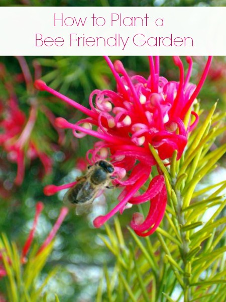 How to Plant a Bee Friendly Garden