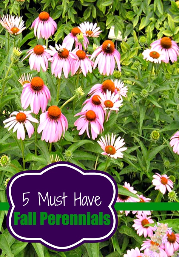 5 Must Have Fall Perennials