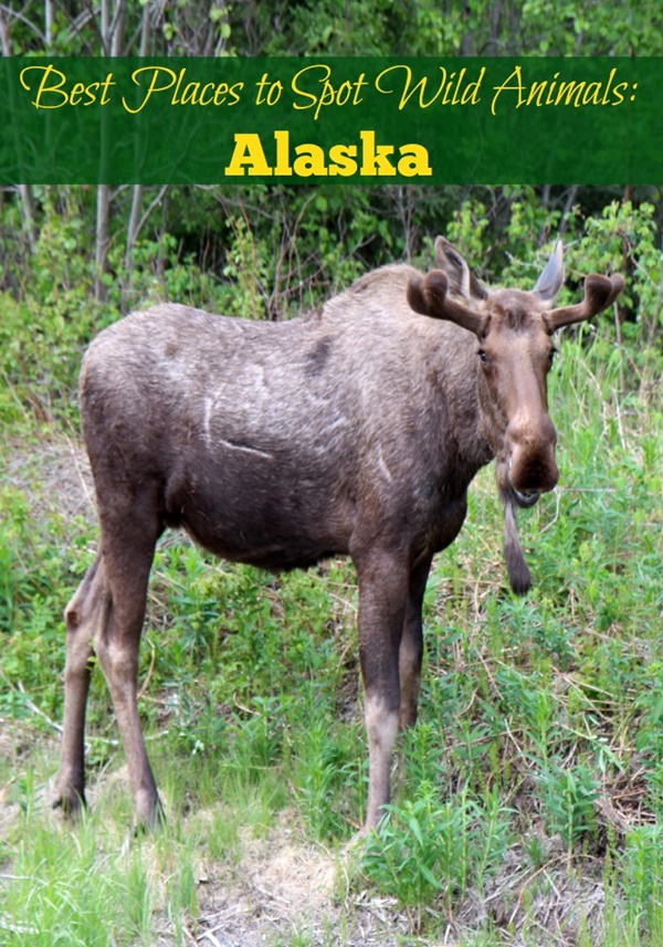 Best Places to See Wild Animals in Alaska
