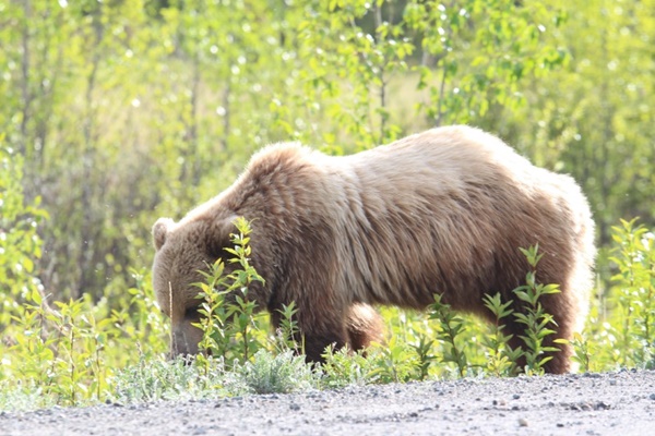 Best places to spot bears in Alaska and other wild animals