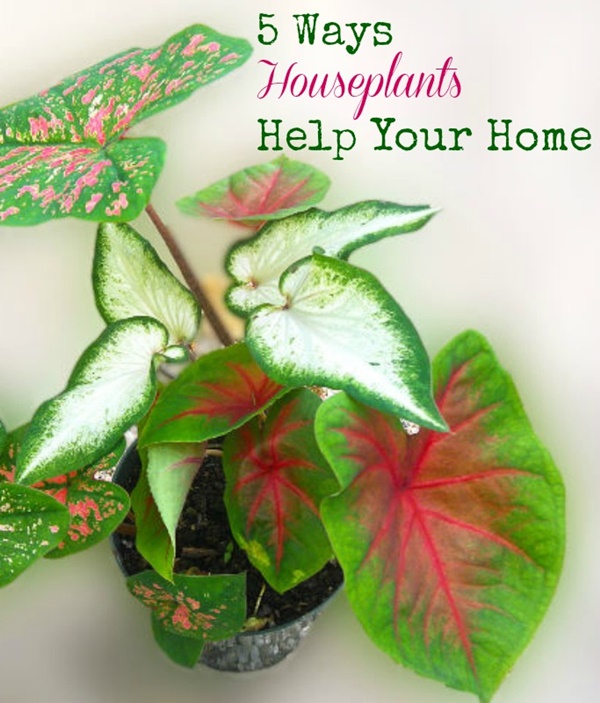 5 Ways Houseplants Help Your Home