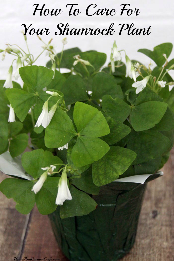 How to care for your shamrock plant