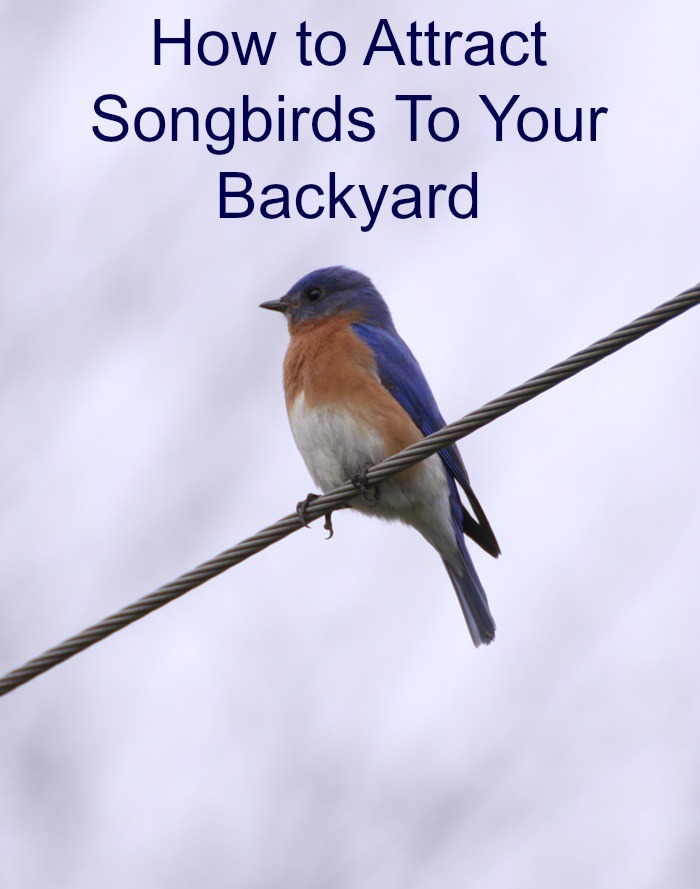How to Attract Songbirds To Your Backyard
