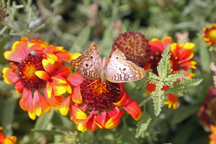 Desert Botanical Garden Phoenix Arizona~ Butterfly Pavilion