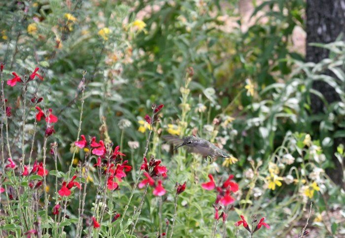 Desert Botanical Garden Phoenix Arizona~Hummingbird garden