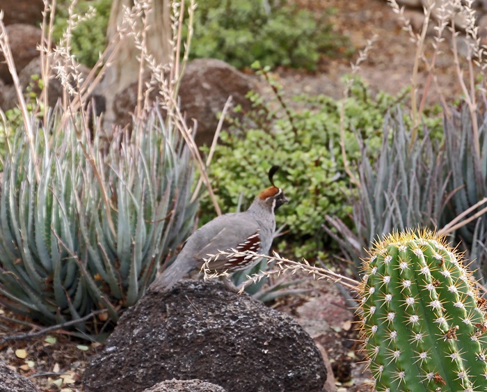 Desert Botanical Garden Phoenix Arizona~ Desert Wildlife Quail