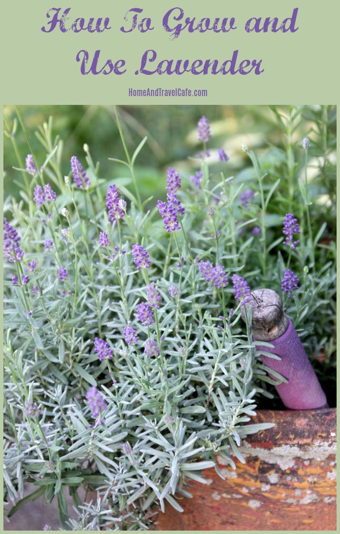 How to grow and use lavender, tips and tricks for growing lavender #lavender #herbs #growinglavender #herbgarden #containergardening #gardening 