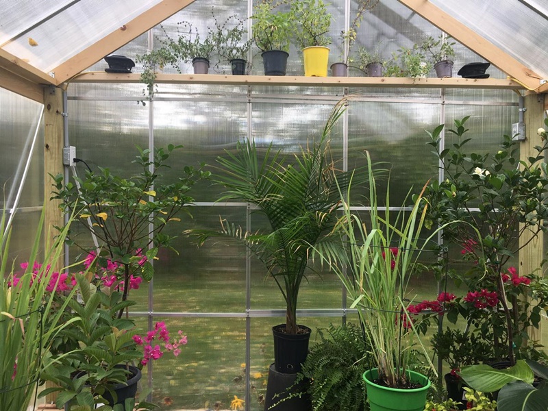 A beginners guide to growing plants in a greenhouse. 