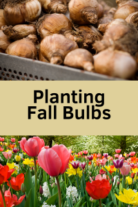 Planting fall bulbs